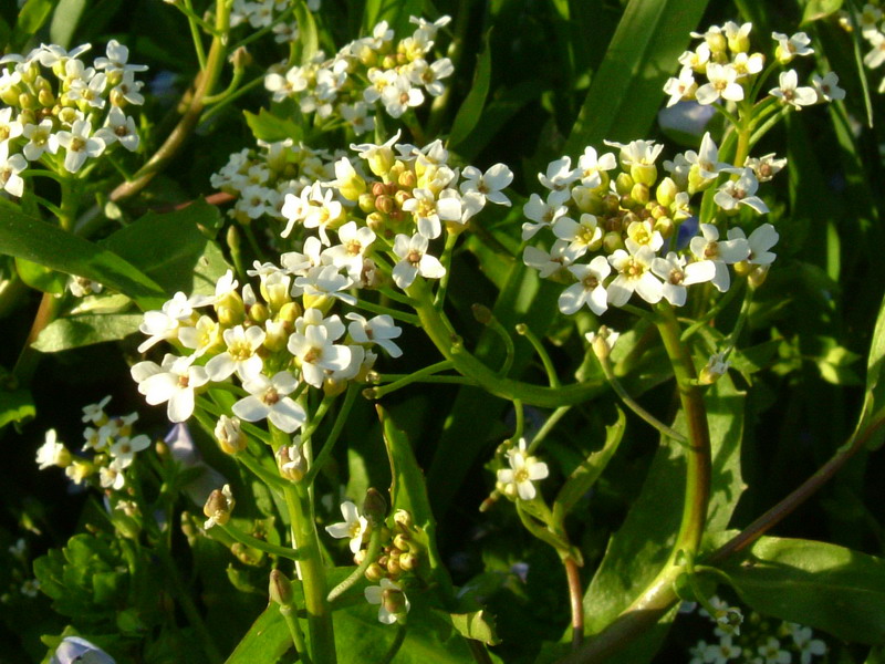 Calepina irregularis / Miagro rostellato